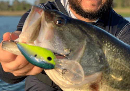 Want to Catch JUMBO Florida Bass? Crankbaiting Gets it Done!