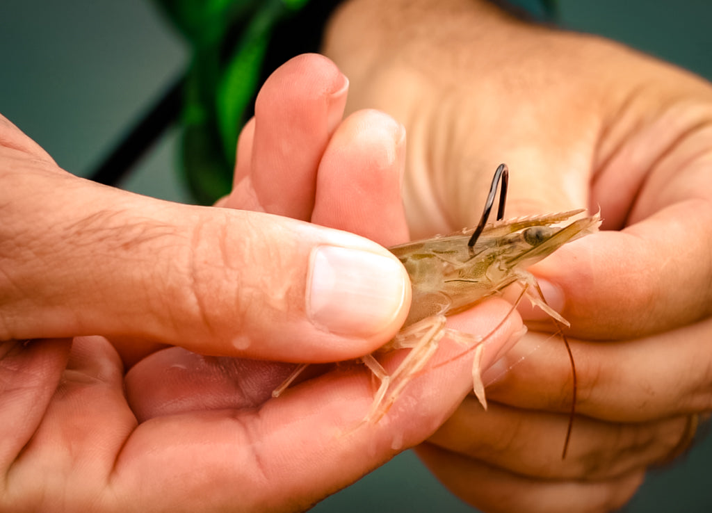 Most Effective way to Rig Live Shrimp for Fishing!