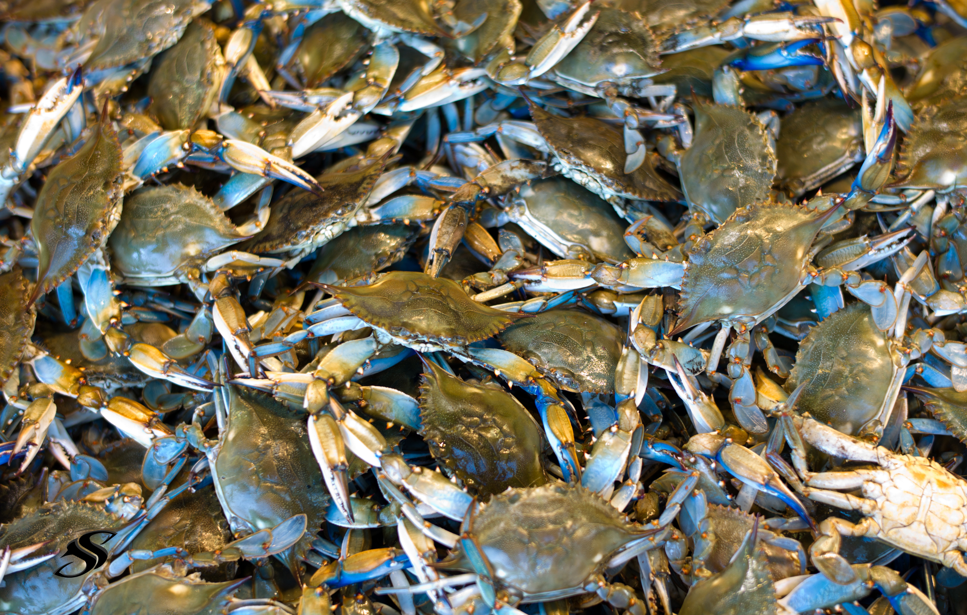 How to Catch Blue Crabs | Best Techniques