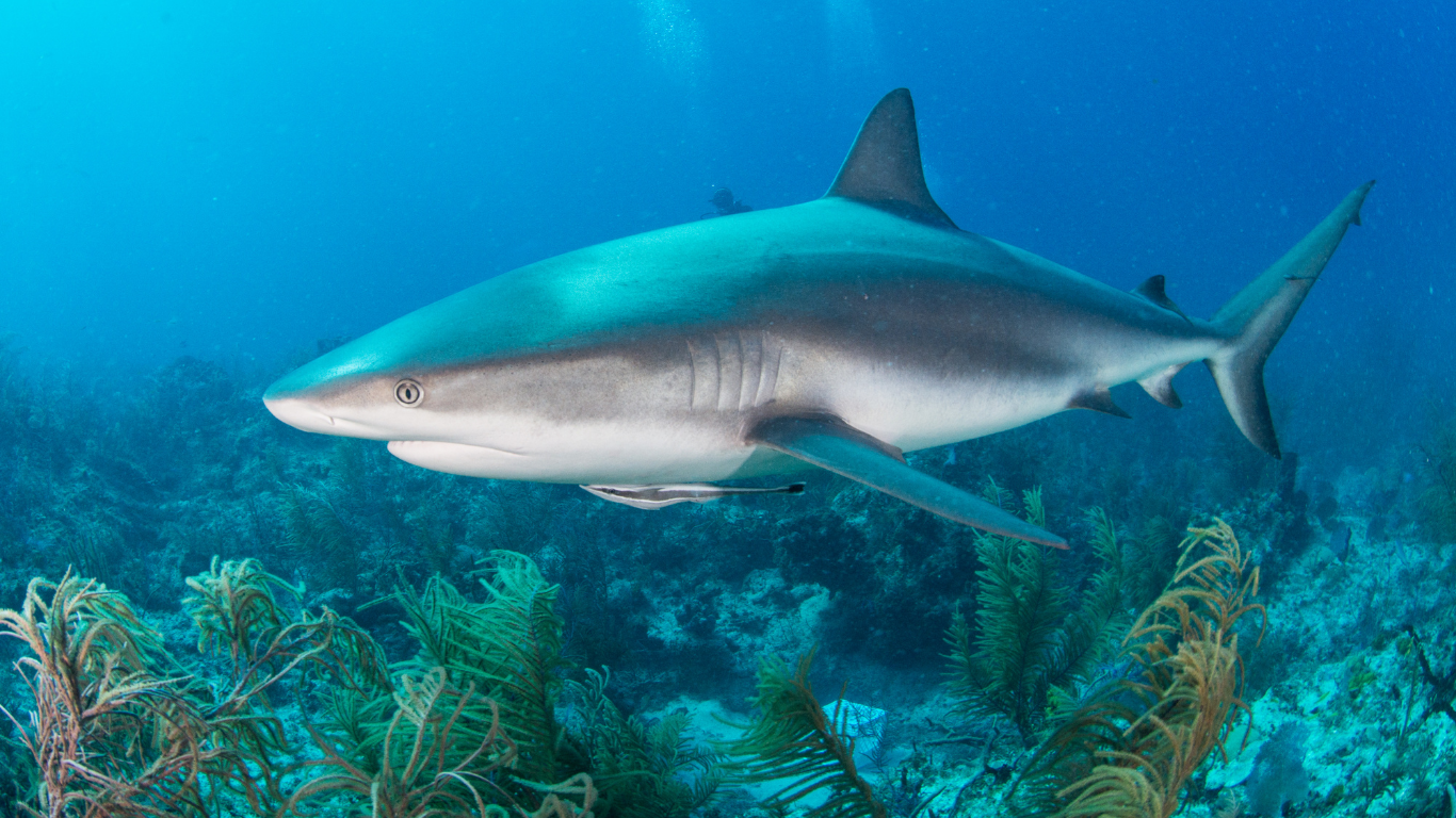 Ever Imagine Losing $23,000 to a Bull shark?
