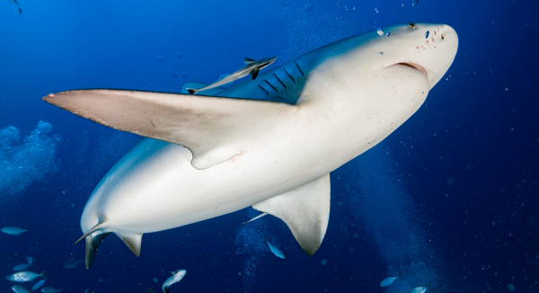 Large Bull Shark Attacks Boat Off Egmont