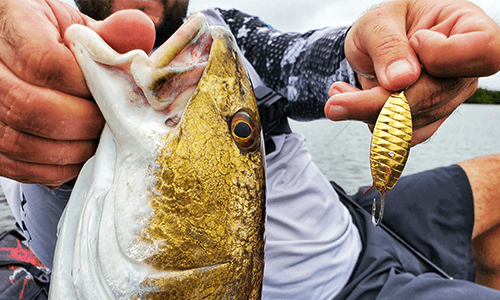 Best Way to Use a Gold Spoon for Redfish AKA Red Drum