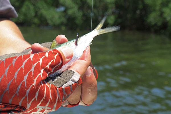 How to Hook Live Bait Like a Pro