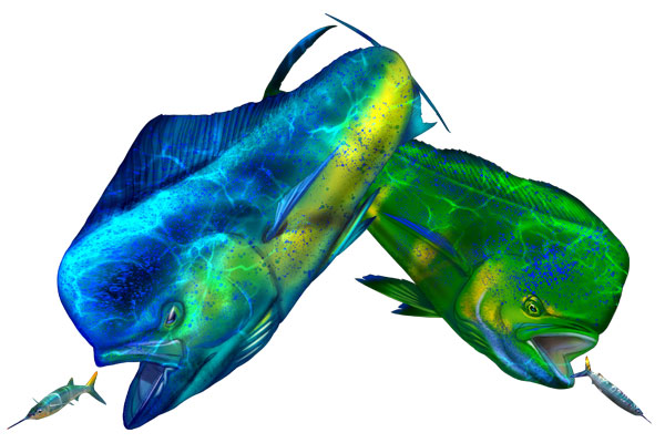 Bird of Prey Fishing Tackle Non-offset Circle Hook Jig – Chartreuse (2  pack), Dolphinfish Research Program, Mahi-Mahi, Mahi, Dorado, Dolphin