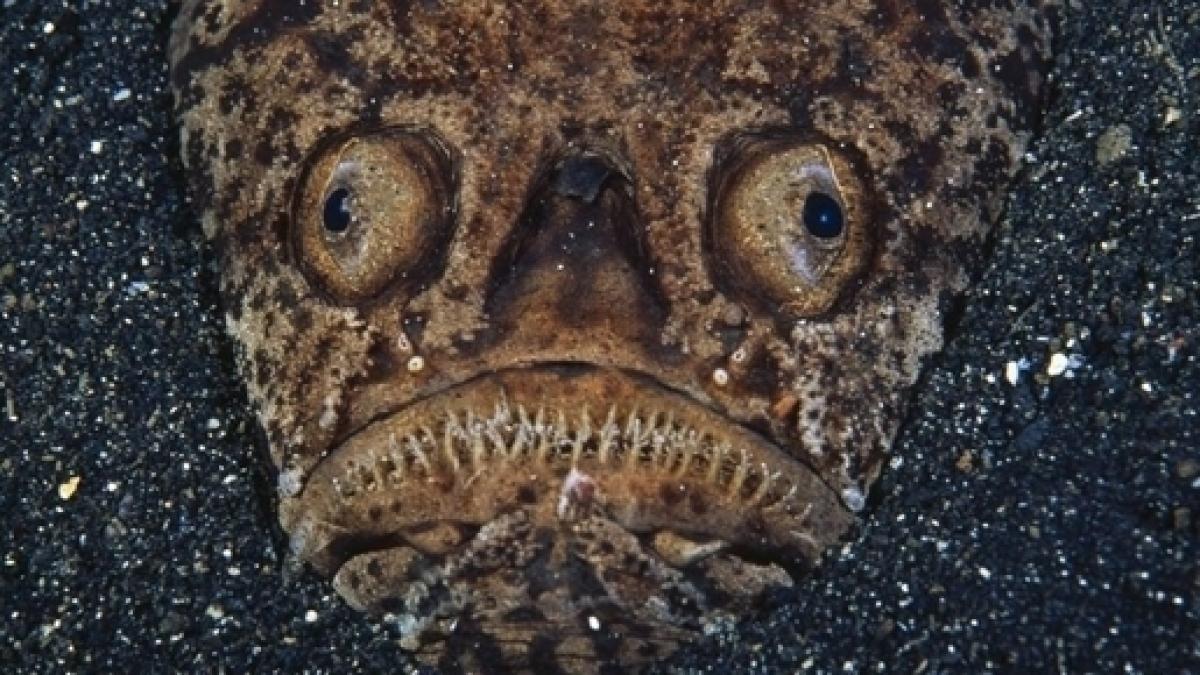 Stargazer Fish: Coolest Fish in the Sea?