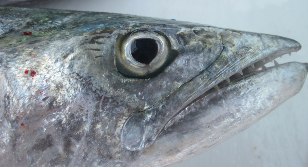 Holy Mackerel - How to Catch the Toothy Critter