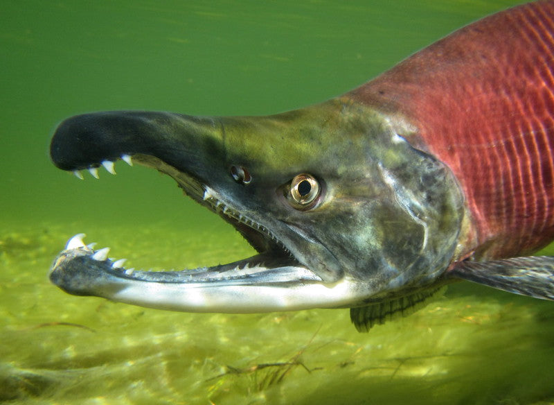Kokanee Salmon - How to Catch Them