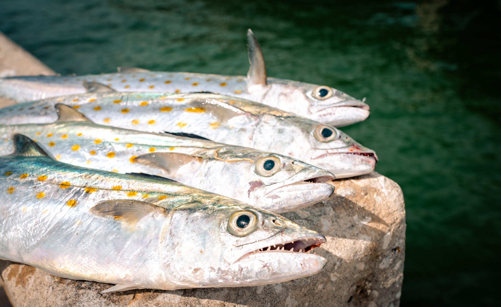 Spanish Mackerel Teeth