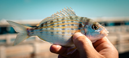 Pinfish Catching Guide (Lagodon rhomboides)