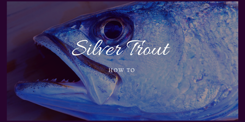 Silver Trout Fishing Tips for Success