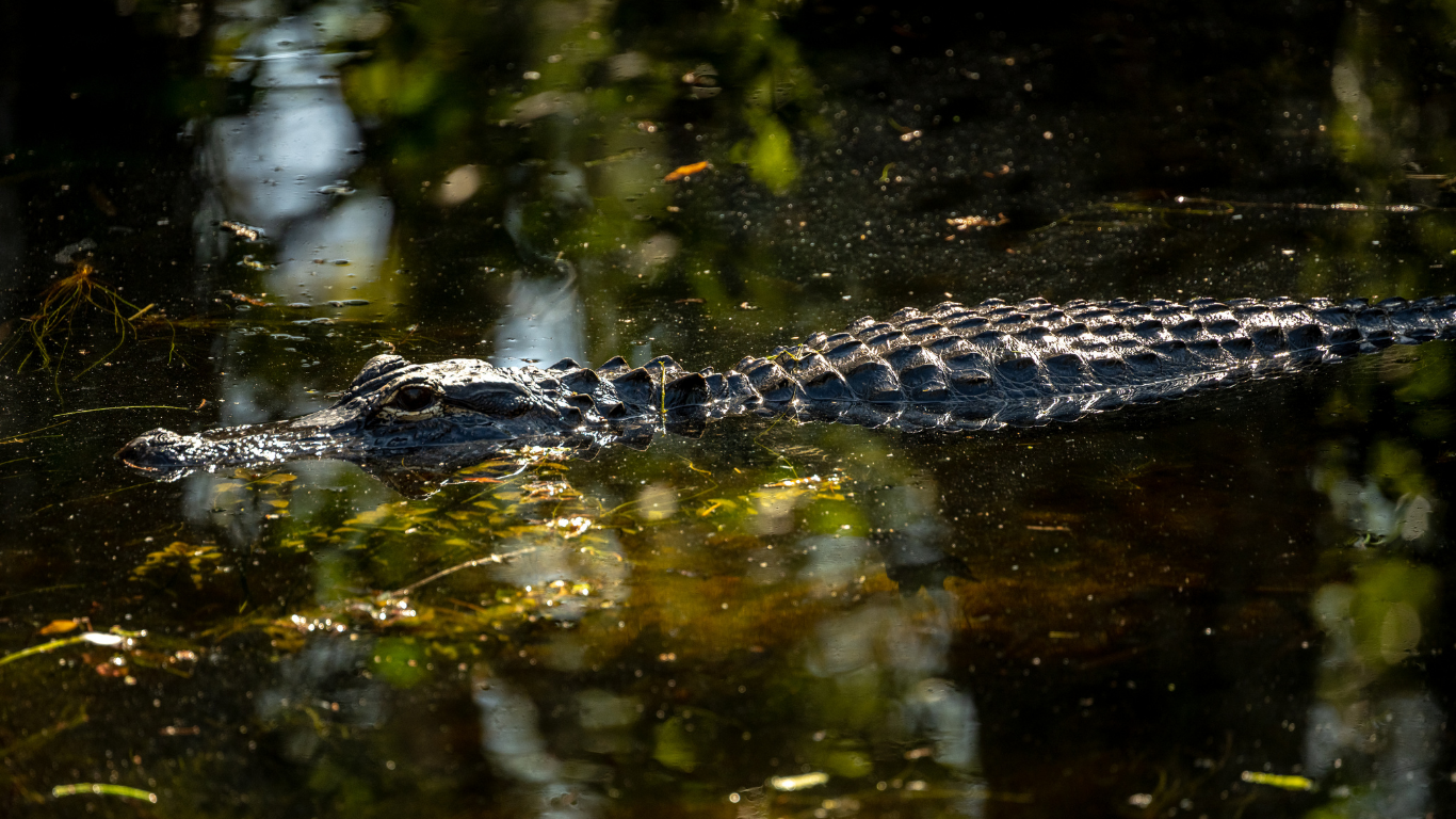 Florida Alligator Attacks - The Ugly Truth