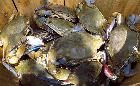 How to Catch Blue Crabs | Best Techniques