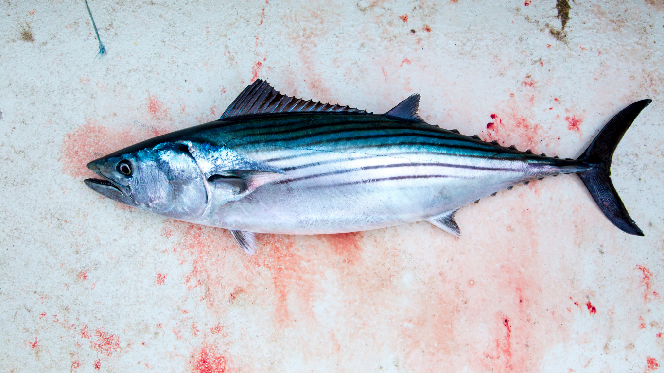 Bonito Fishing - How to Catch Bonito