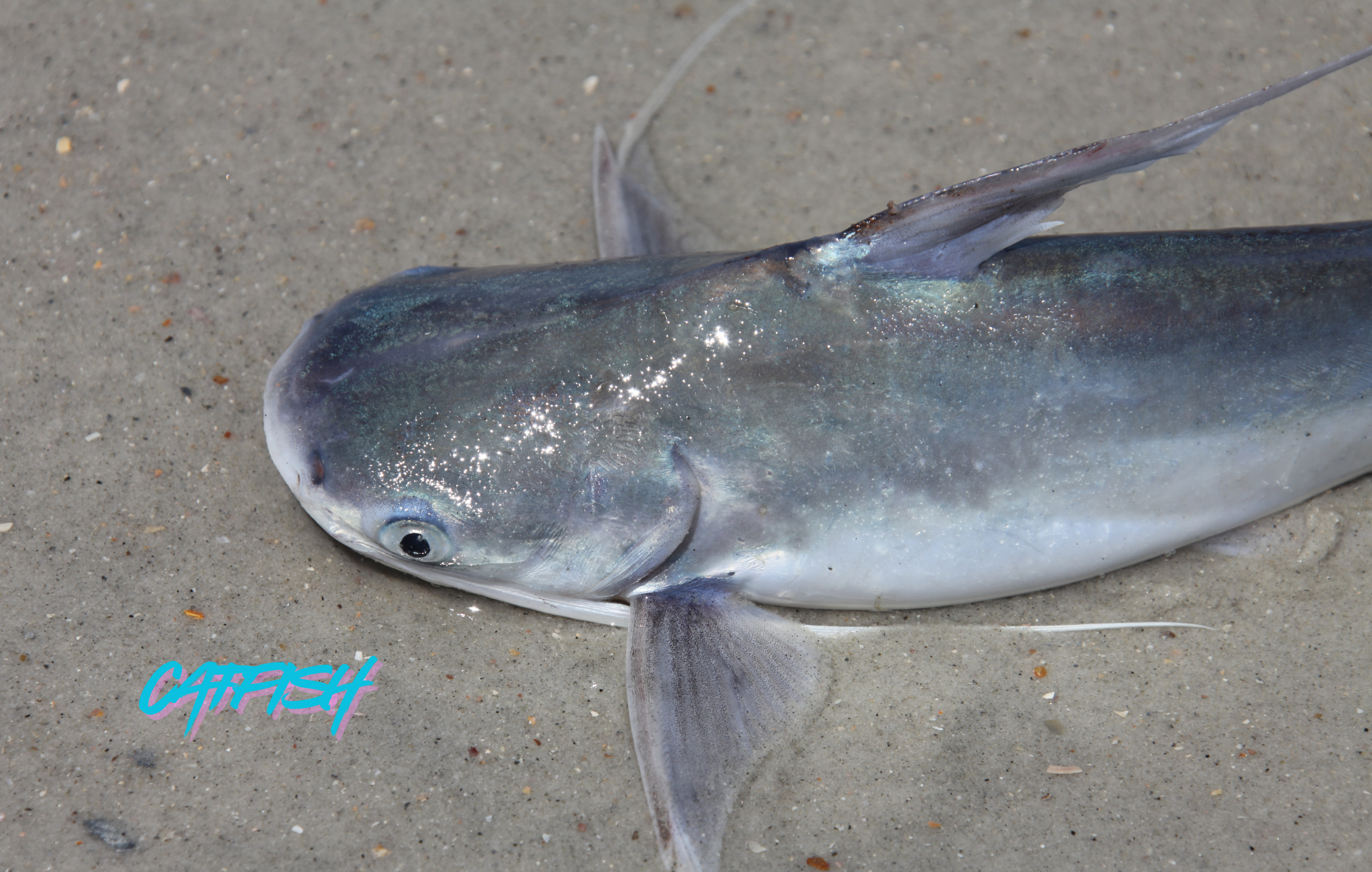 Saltwater Catfish – The Good & Bad