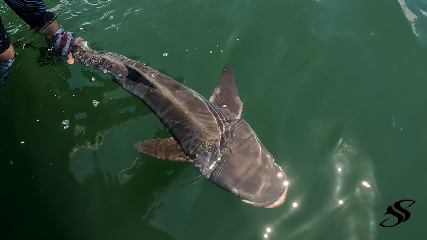 Brown Bomber Fishing Tips - Cobia Fishing