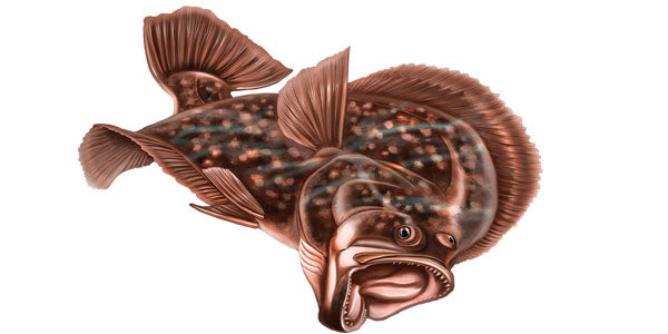 The Best Flounder/Fluke Rig For Catching Success