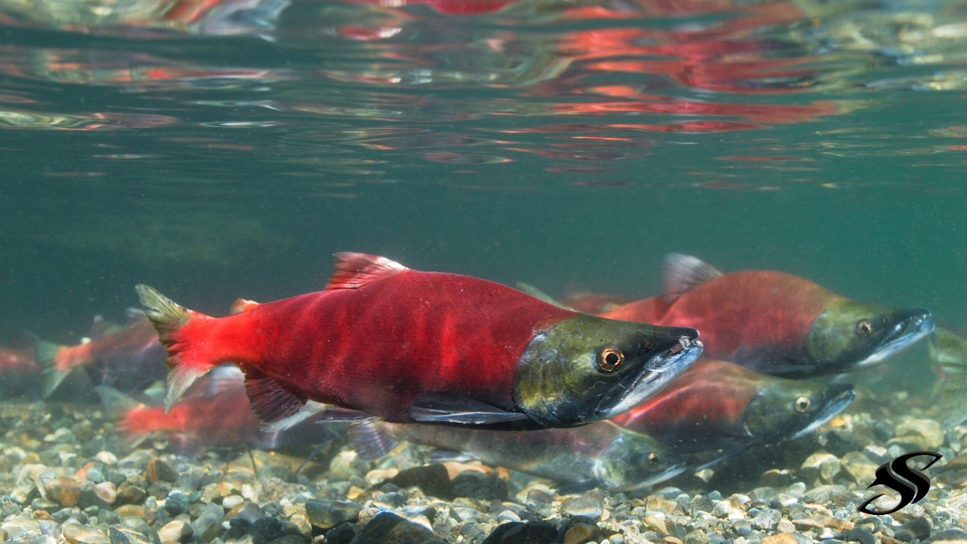 Kokanee Salmon - How to Catch Them