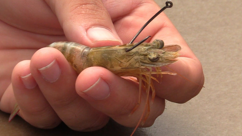 How to properly hook a live shrimp!#NissanShowUp #louisiana