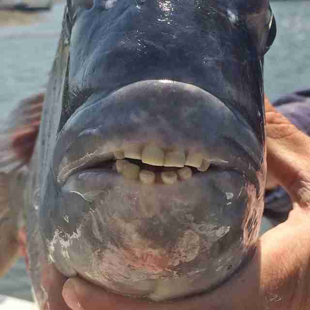 Sheepshead Fishing Recommended Gear and Rigs