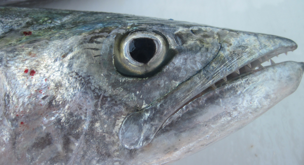 Ecuador Fish Fangs New! Red Sea Mimic Blenny (Ecsenius Gravieri)